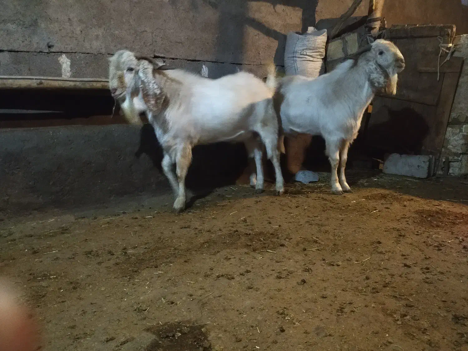 بز نر 18ماهه|حیوانات مزرعه|میانه, |دیوار