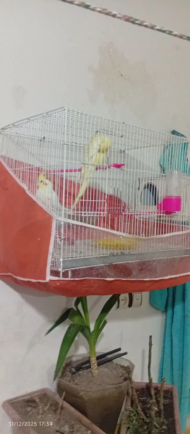 عروس هلندی|پرنده|شیروان (خراسان), |دیوار