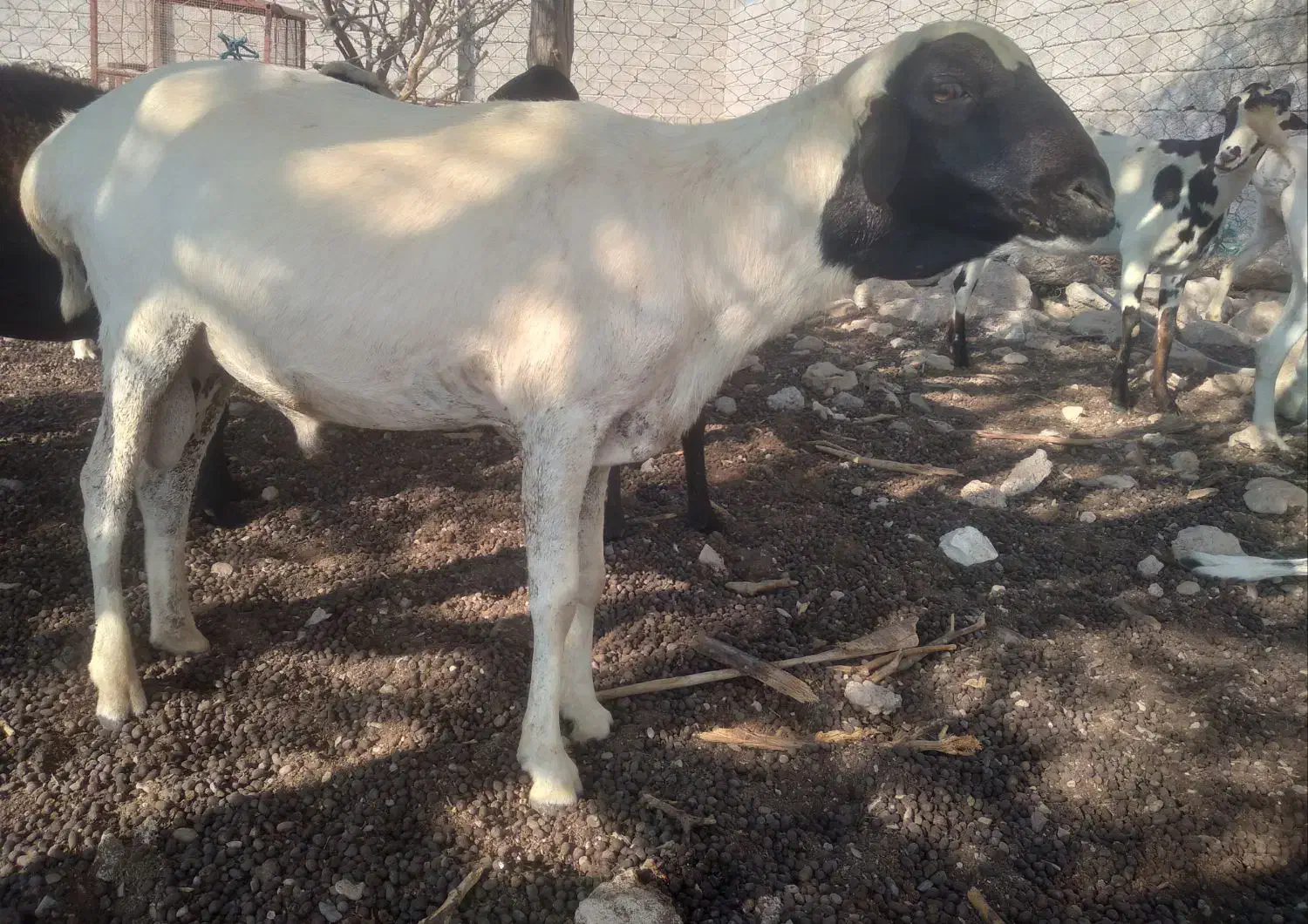 غوچ چهار سال بندر لنگه|حیوانات مزرعه|بندرلنگه, |دیوار