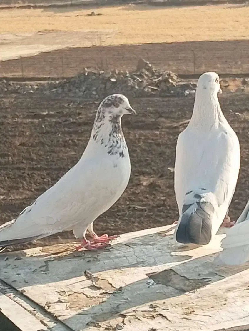 کبوتر گمشده عکس تزئینی|حیوانات|یزد, |دیوار