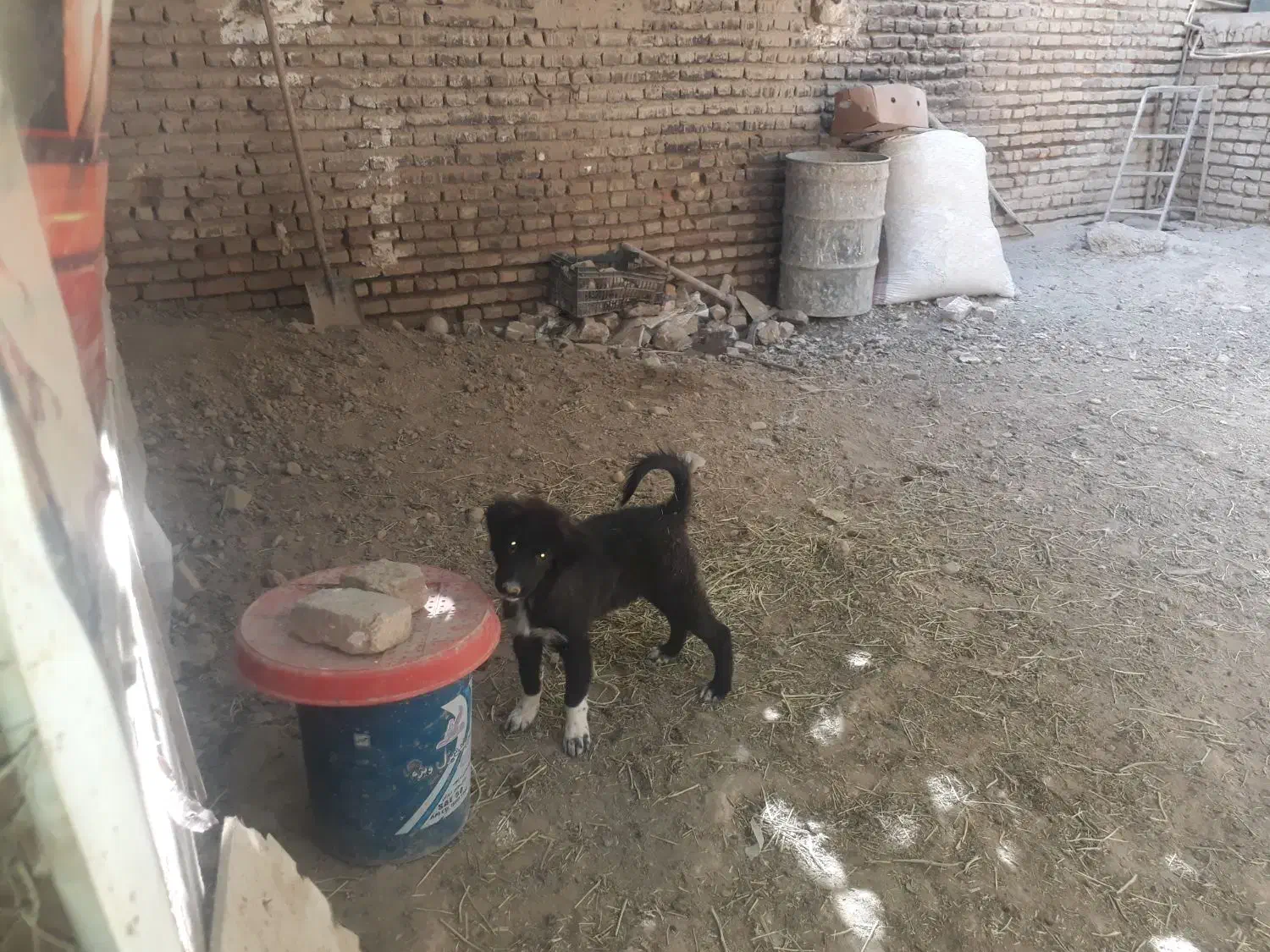 توله قدرجونی|سگ|ورامین, ورامین|دیوار