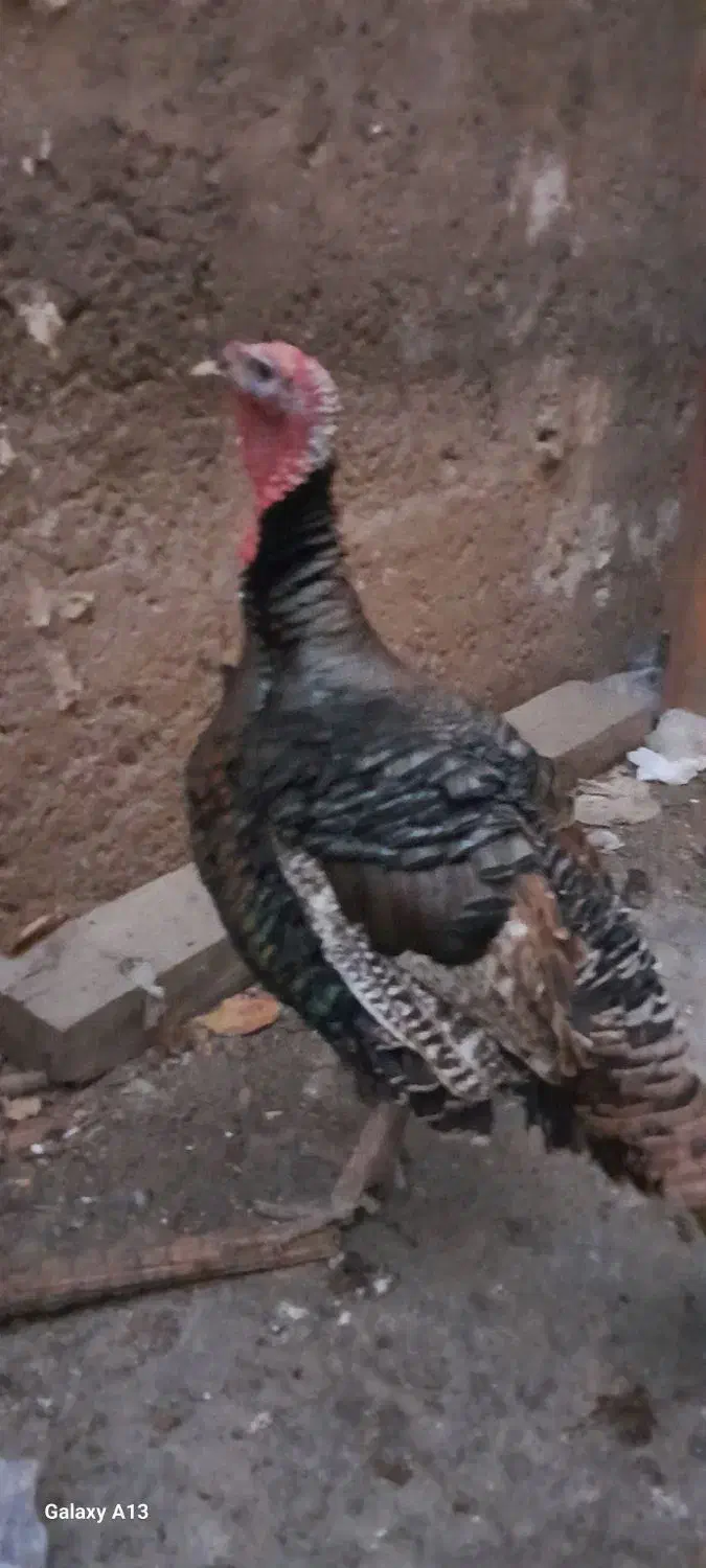 مرغ|حیوانات مزرعه|فاضل آباد, |دیوار