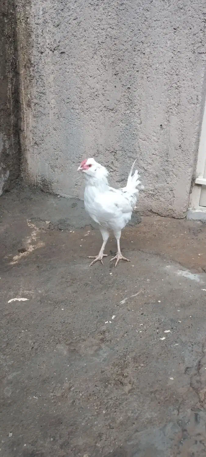 خروس گلین اصیل|حیوانات مزرعه|بیستون, |دیوار