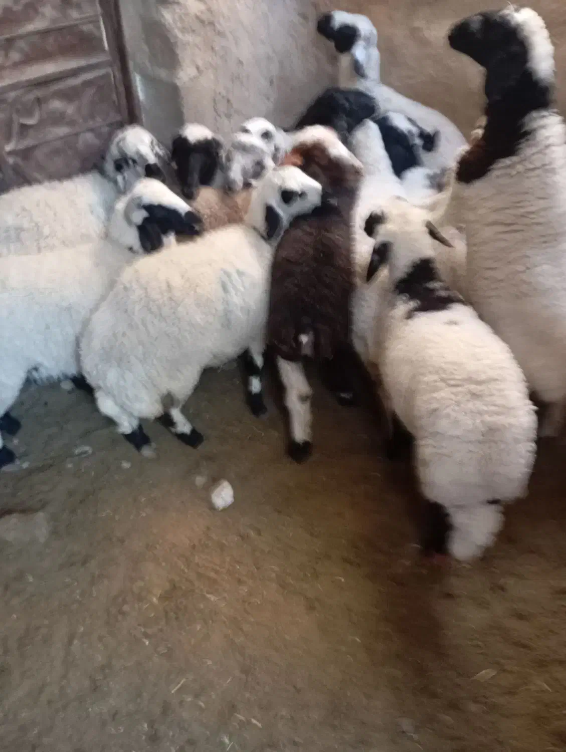 بره|حیوانات مزرعه|ماهان, |دیوار