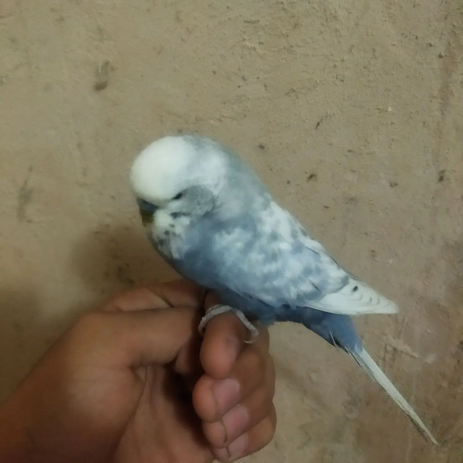 مرغ عشق|پرنده|تبریز, |دیوار