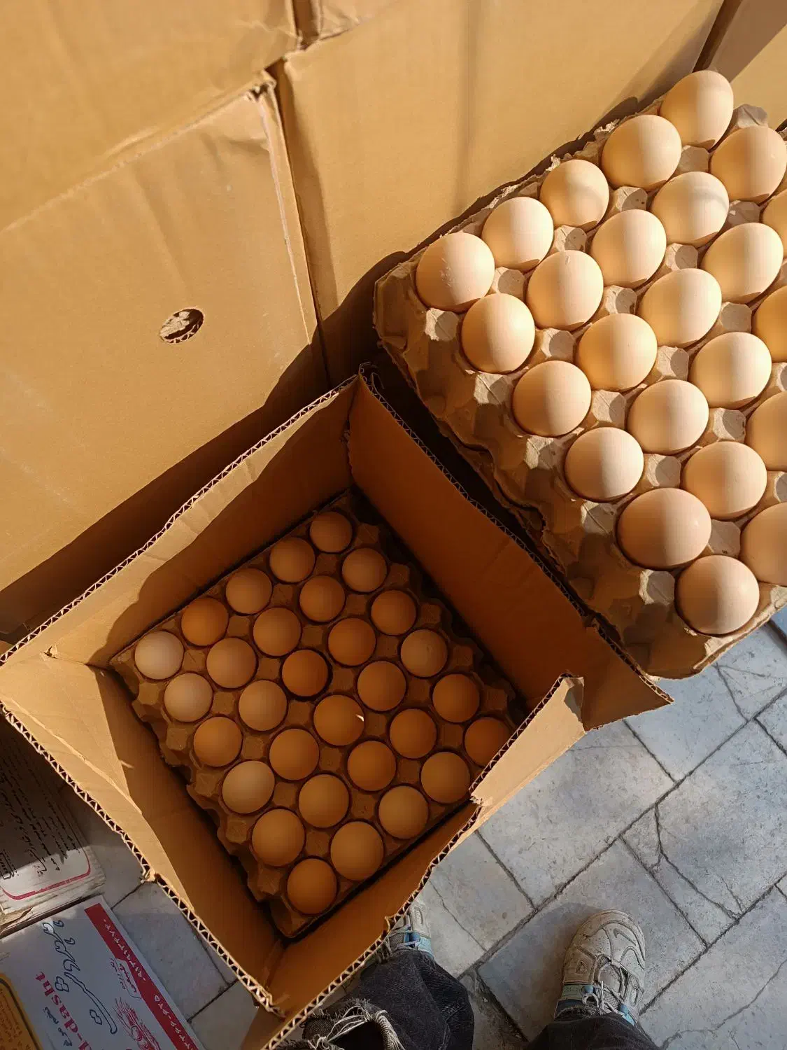 فروش عمده تخم مرغ بومی|خوردنی و آشامیدنی|اصفهان, شهرک کاوه|دیوار