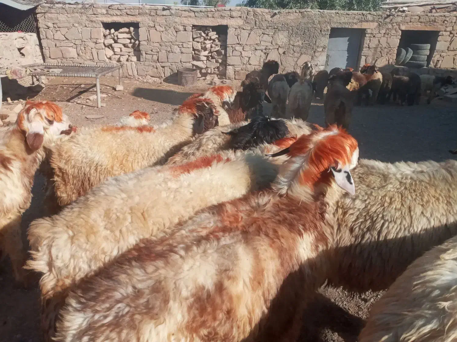 بره گوشتی|حیوانات مزرعه|مسجد سلیمان, |دیوار