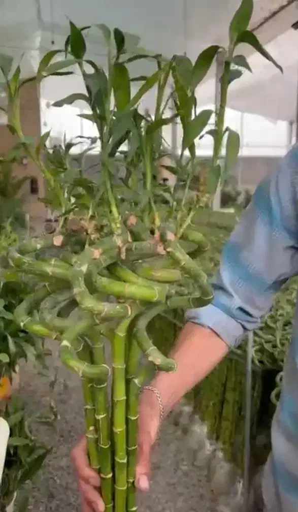 بامبو|گل و گیاه طبیعی|زابل, |دیوار