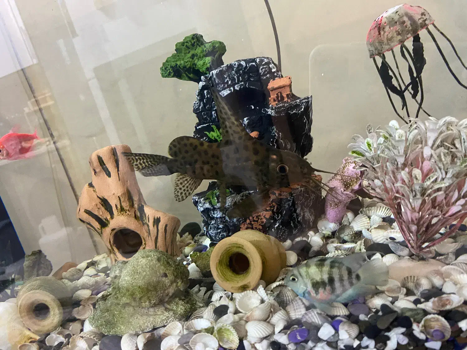 کت وارونه|ماهی|پاکدشت, خاتون آباد|دیوار