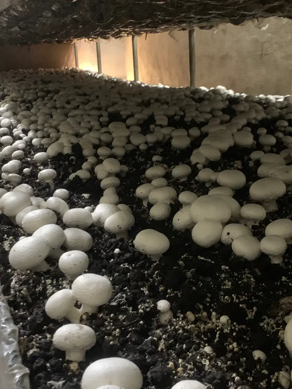 کمپوست قارچ دکمه ای|عمده‌فروشی|آبیک, |دیوار