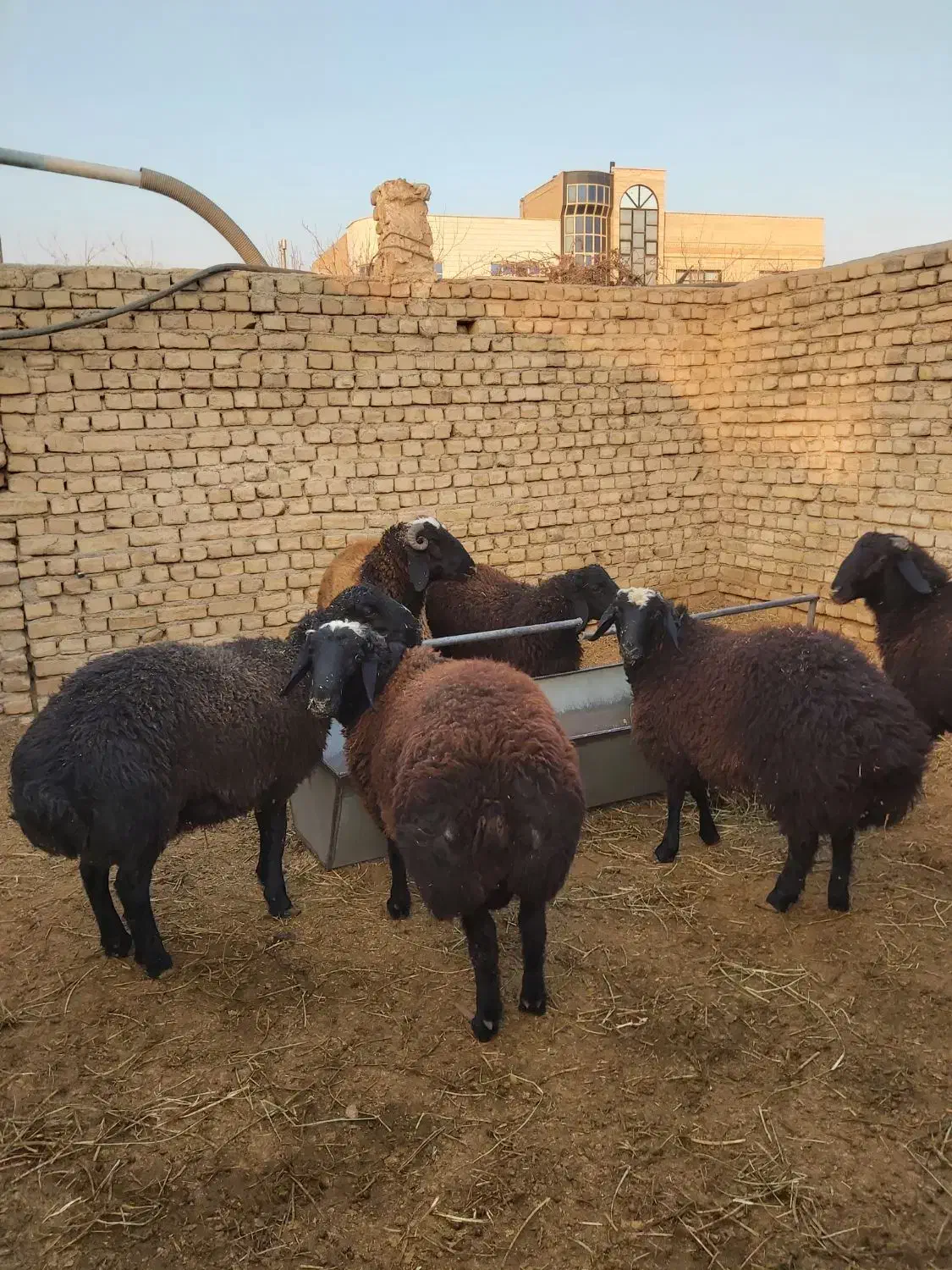 بره کشتاری|حیوانات مزرعه|پاکدشت, پاکدشت (مامازند)|دیوار