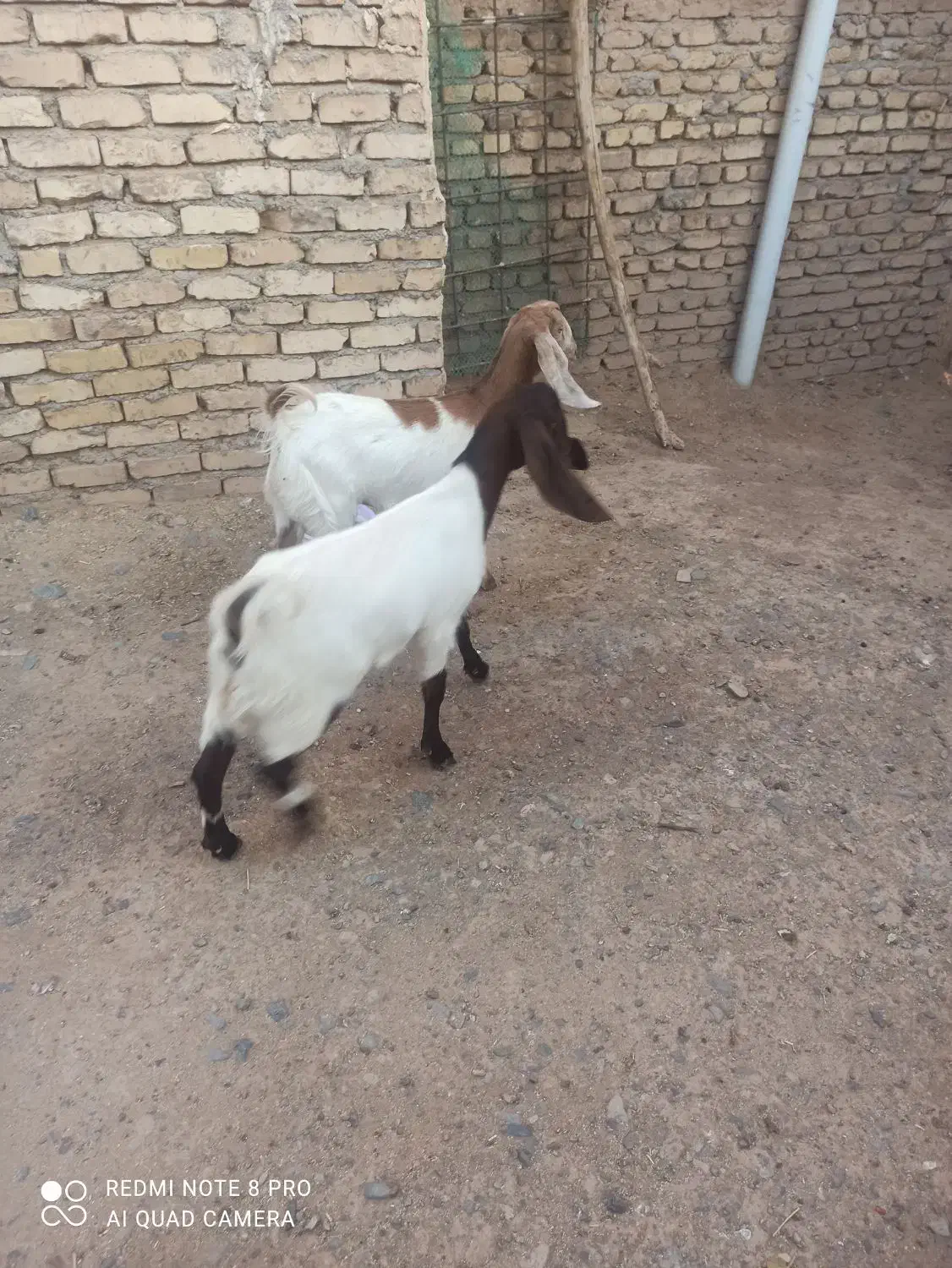 بزغاله ماده|حیوانات مزرعه|فرح دشت, |دیوار