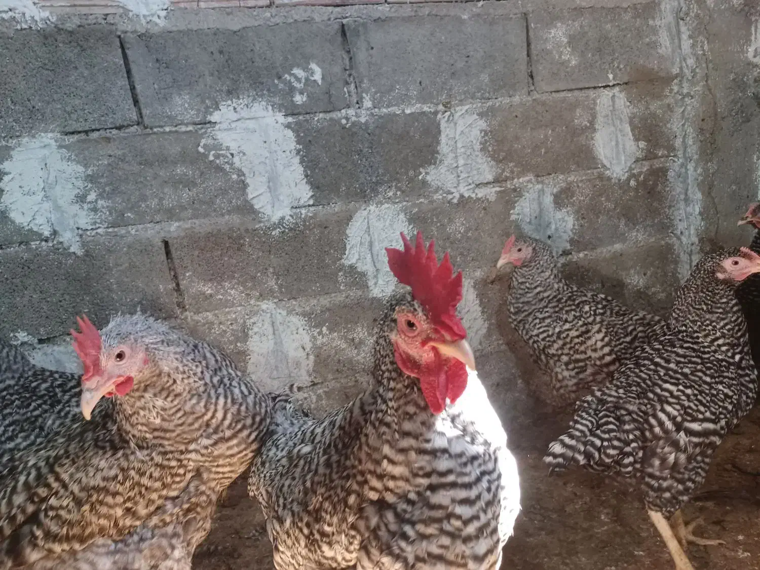 فروش خروس آمروک|حیوانات مزرعه|گرگان, |دیوار