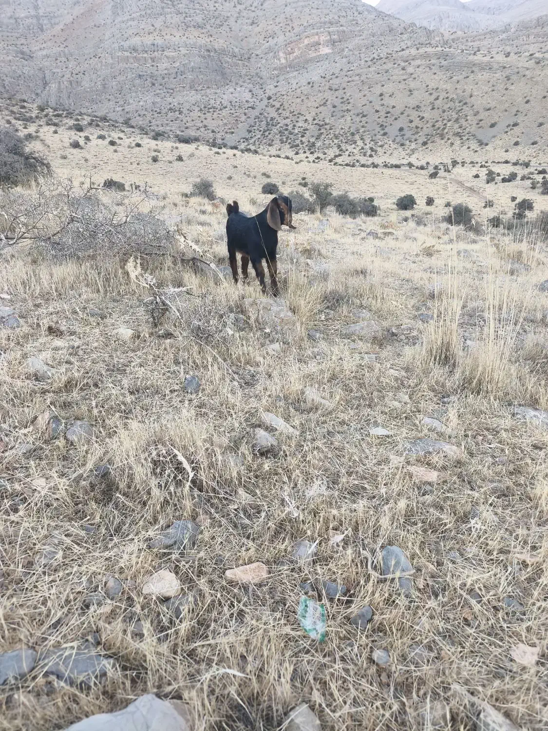 بره وکهره ماده|حیوانات مزرعه|حسن آباد, |دیوار