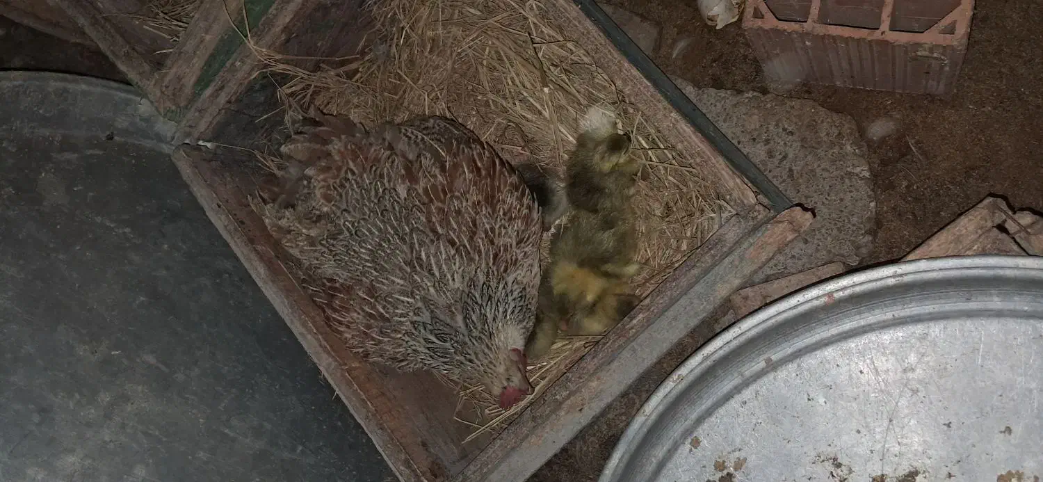 غاز|حیوانات مزرعه|گلوگاه بابل (گلیا), |دیوار