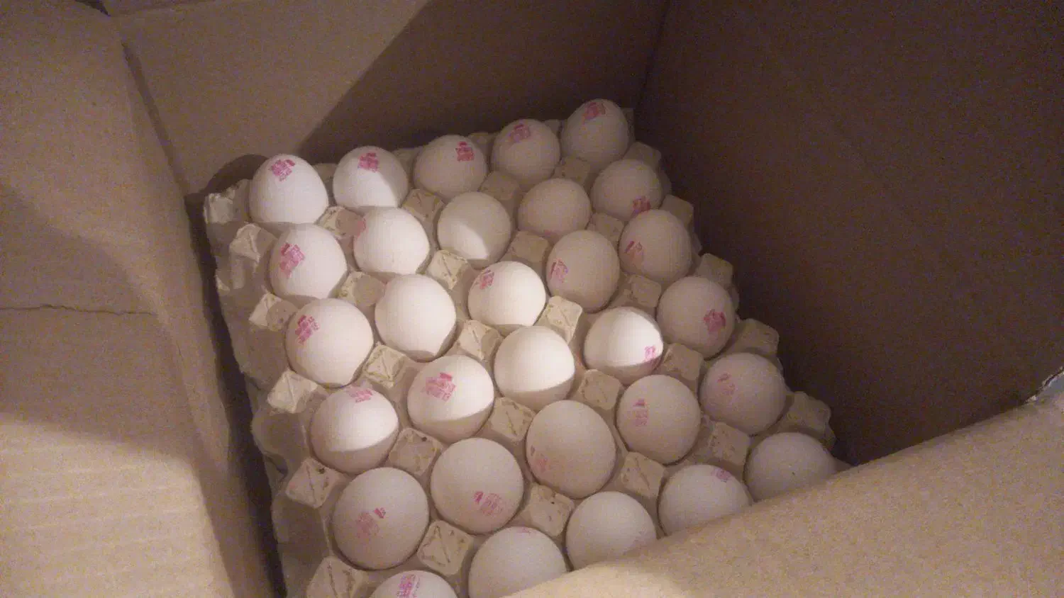 پخش عمده و جزئی تخم مرغ تاریخ به روز|خوردنی و آشامیدنی|تهران, گمرک|دیوار