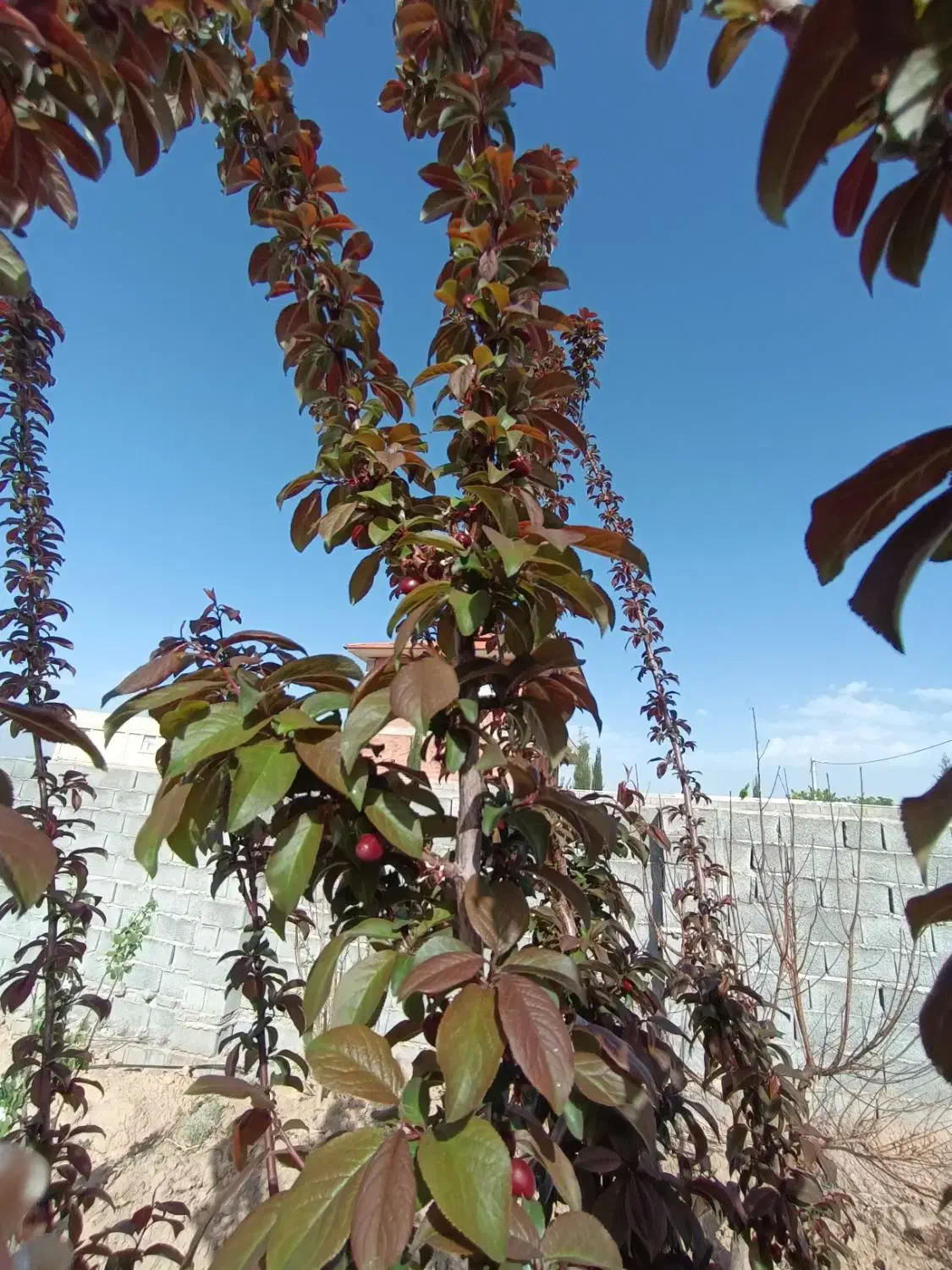 فروش زمین هفت باغ|فروش زمین و ملک کلنگی|ماهان, |دیوار