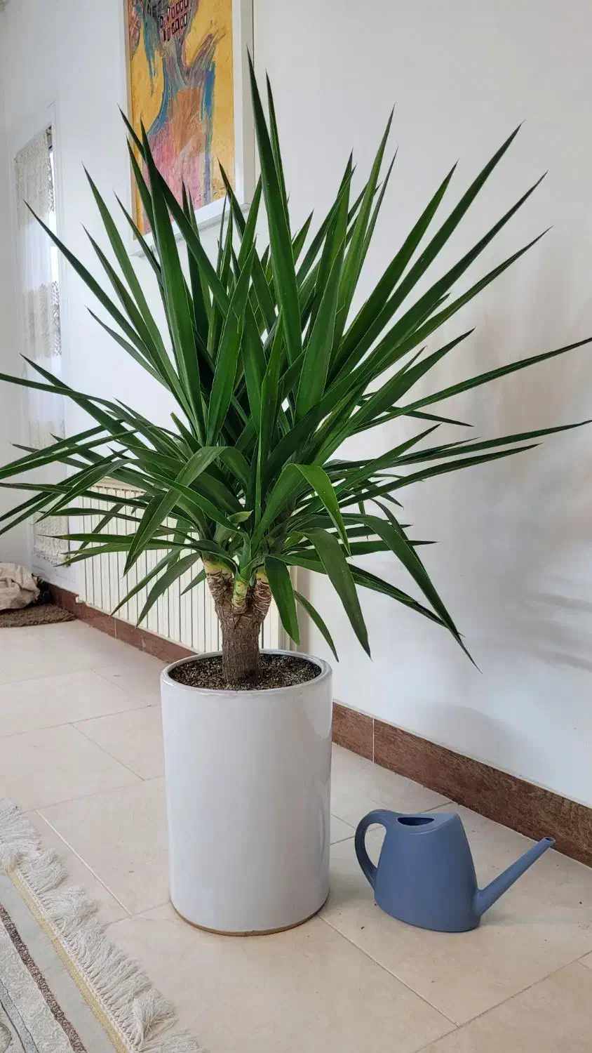 گیاه یوکا، پر و سرحال، لوکس|گل و گیاه طبیعی|قم, بنیاد|دیوار