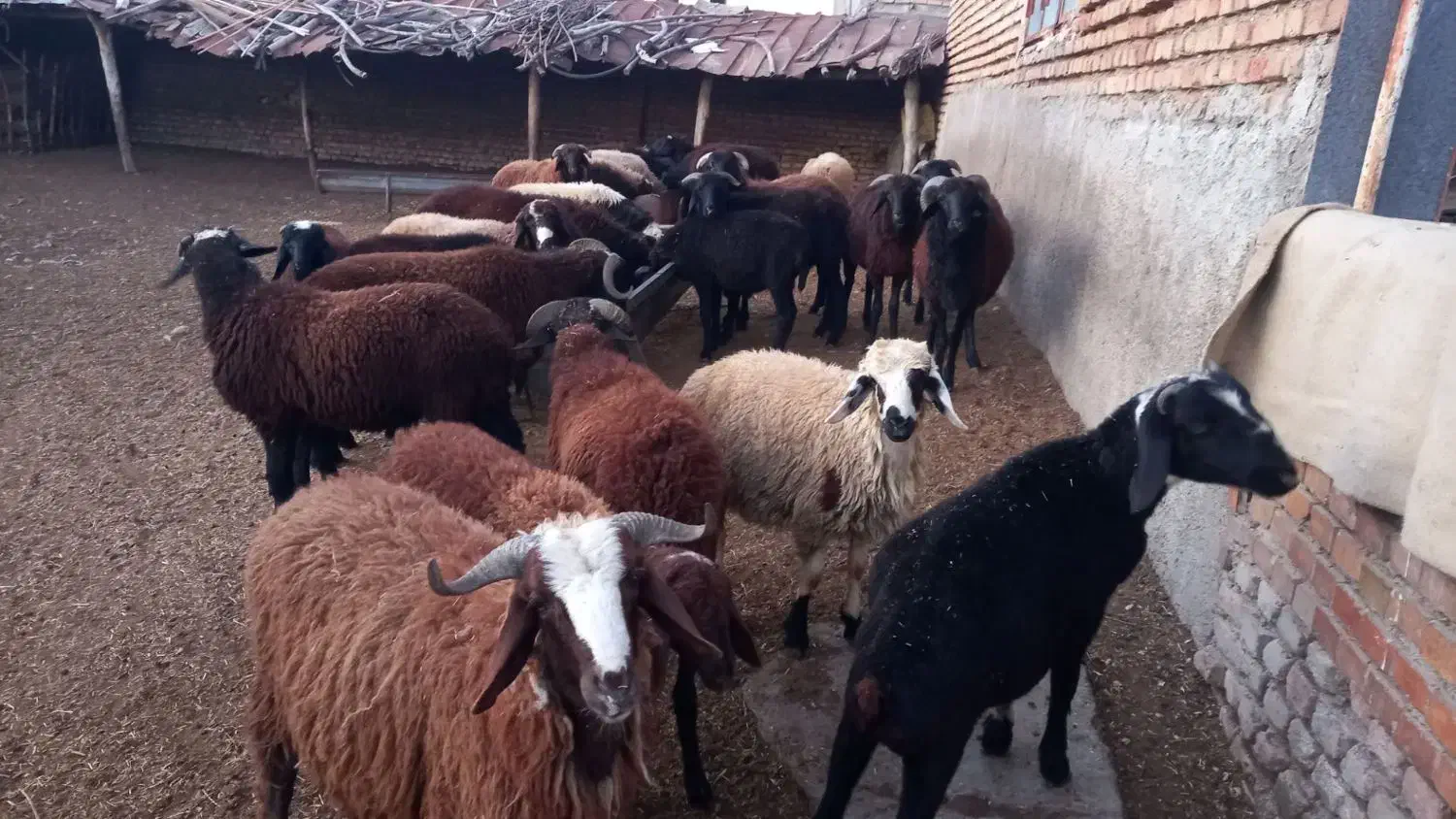 بره های پرواری جفتی ۲۶۰۰۰۰۰۰تومن|حیوانات مزرعه|خان ببین, |دیوار