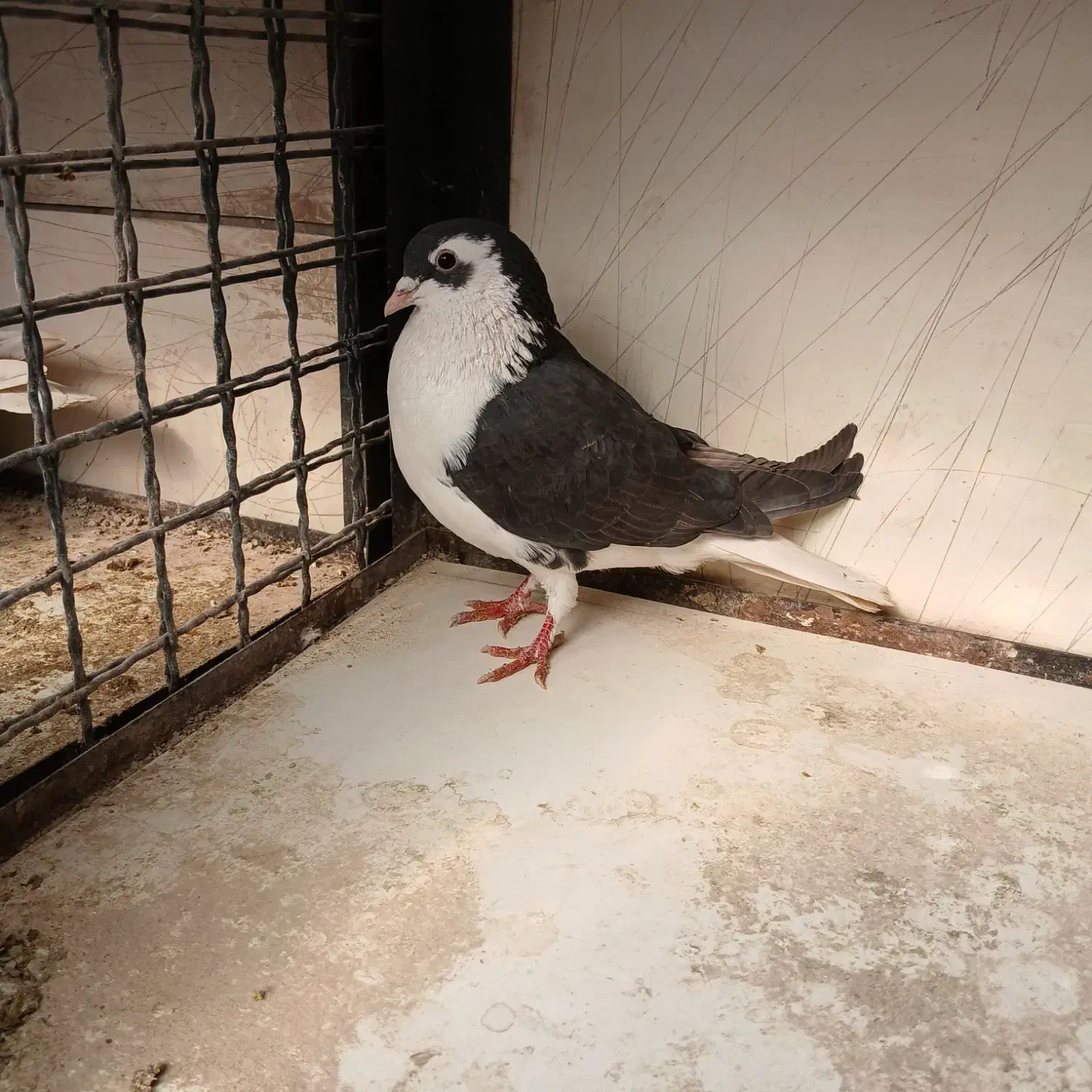 کبوتر|پرنده|ری, بازار گل خاوران|دیوار