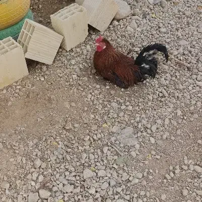 مرغ وخروس وقوقاز|حیوانات مزرعه|چغادک, |دیوار