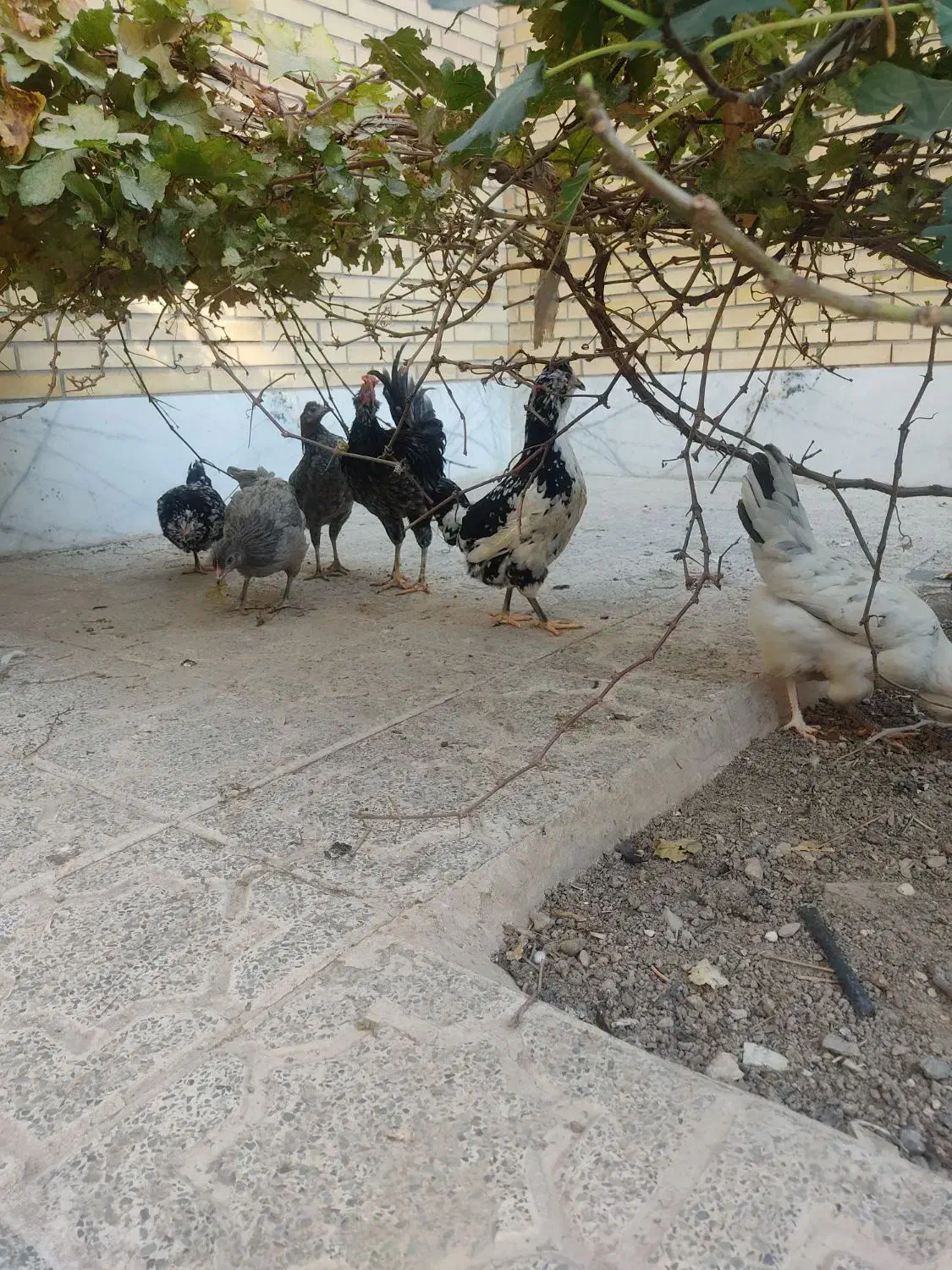 مرغ خروس گلین زیبا|حیوانات مزرعه|فولادشهر, B2|دیوار