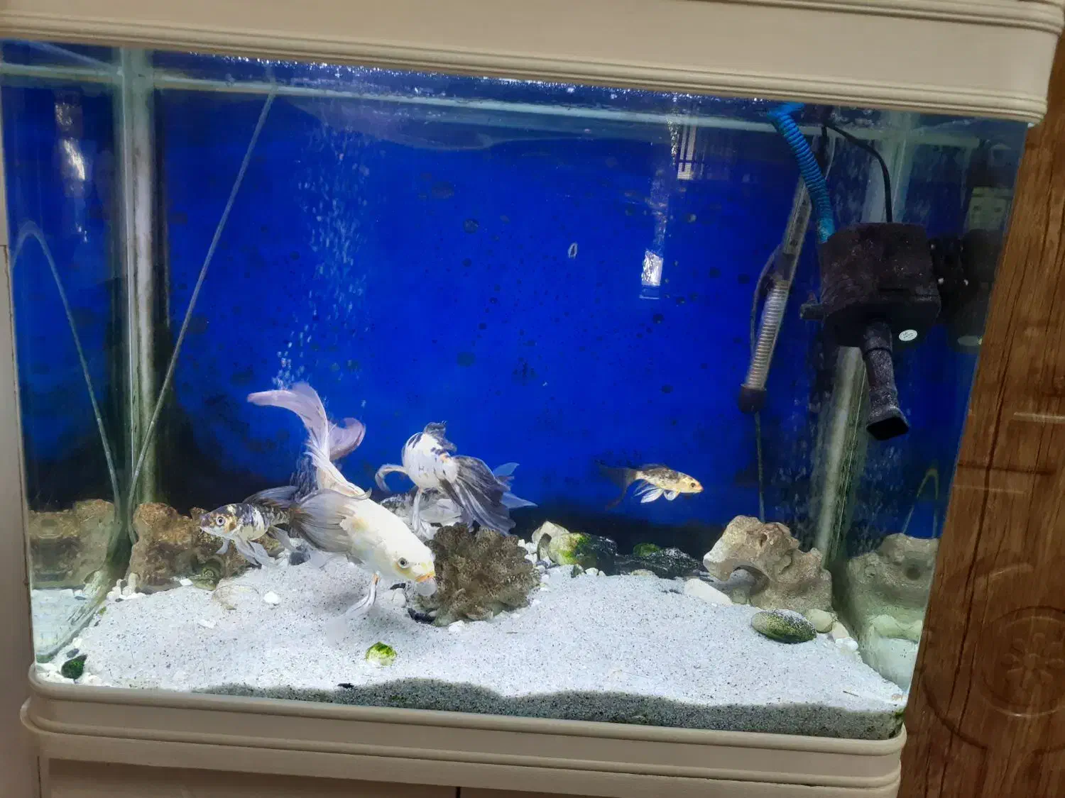 اکواریوم و ماهی|ماهی|قم, نیروگاه|دیوار