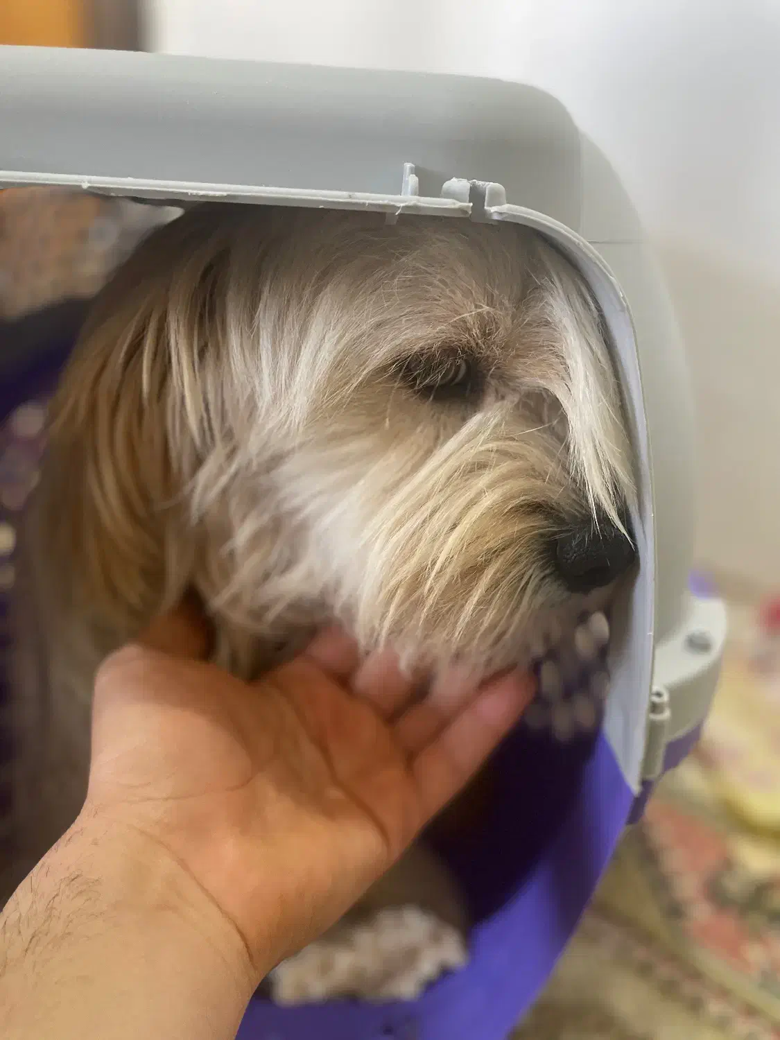 سگ شیتزو|سگ|زنجان, |دیوار