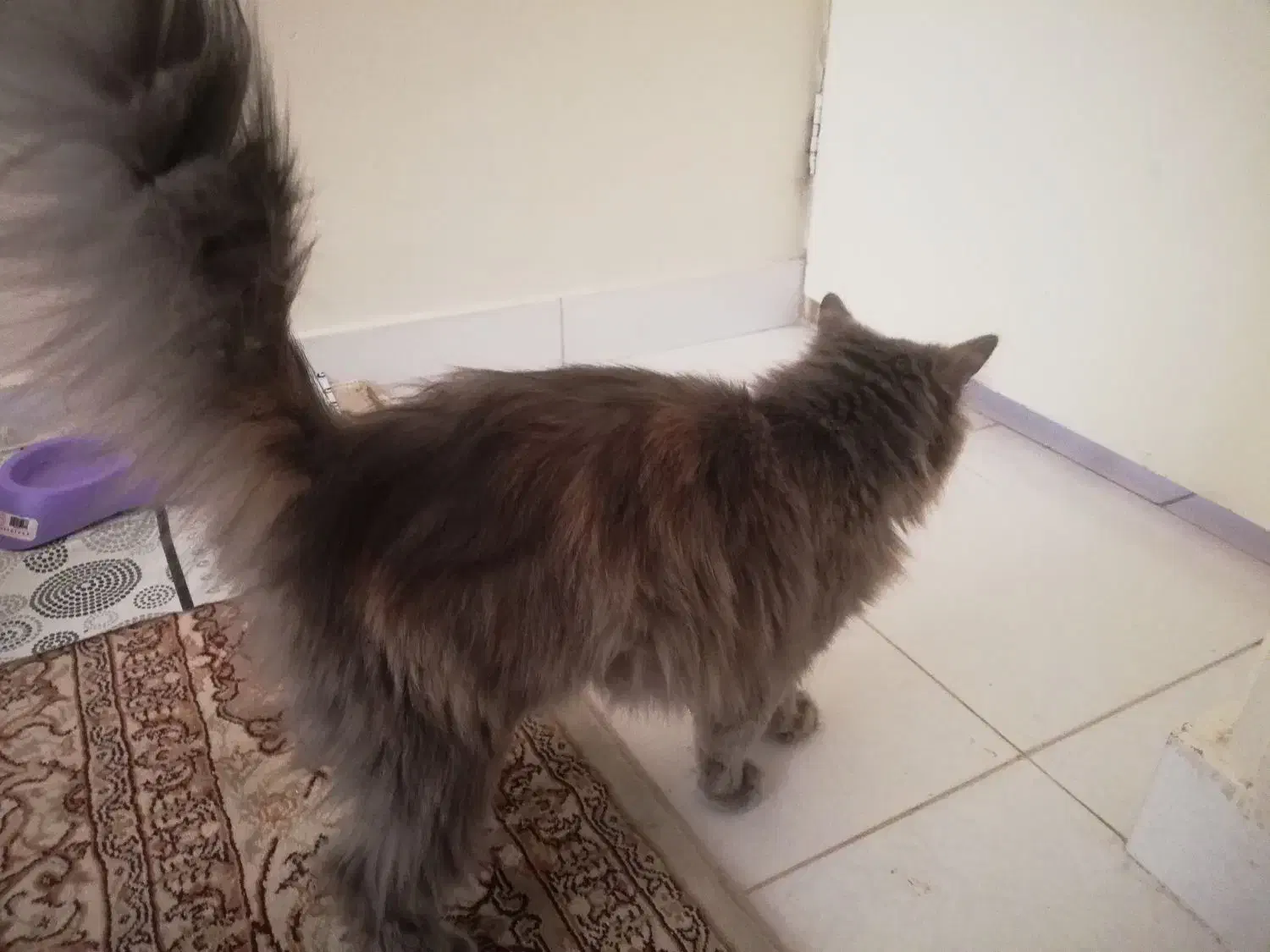 گربه پیدا شده|حیوانات|قزوین, |دیوار