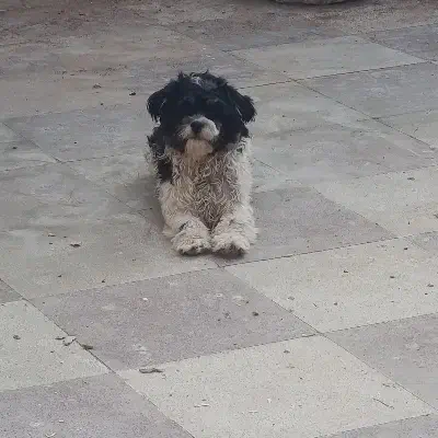 سگ شیتزو|سگ|حمیدیا, |دیوار