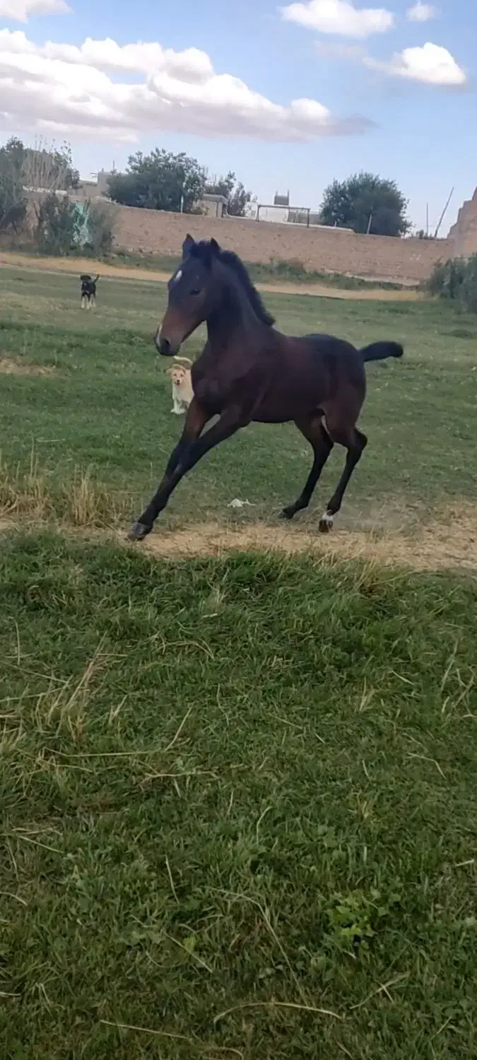 اسب کرد|اسب و تجهیزات اسبسواری|زنجان, |دیوار