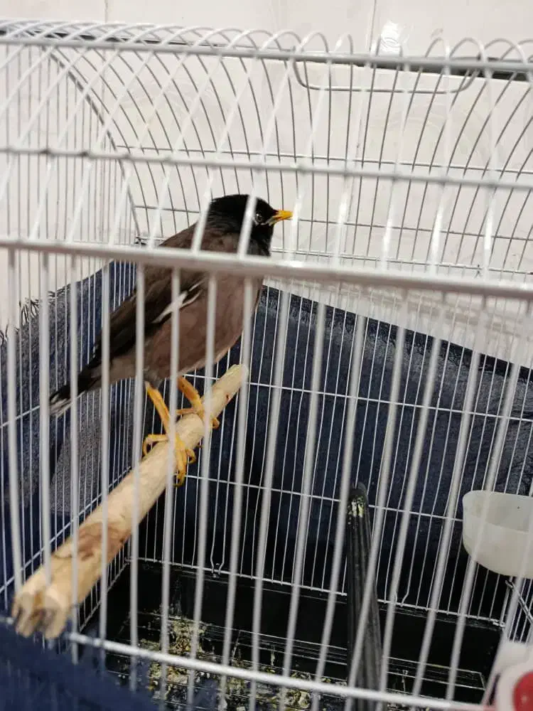 مرغ مینا|پرنده|فراشبند, |دیوار