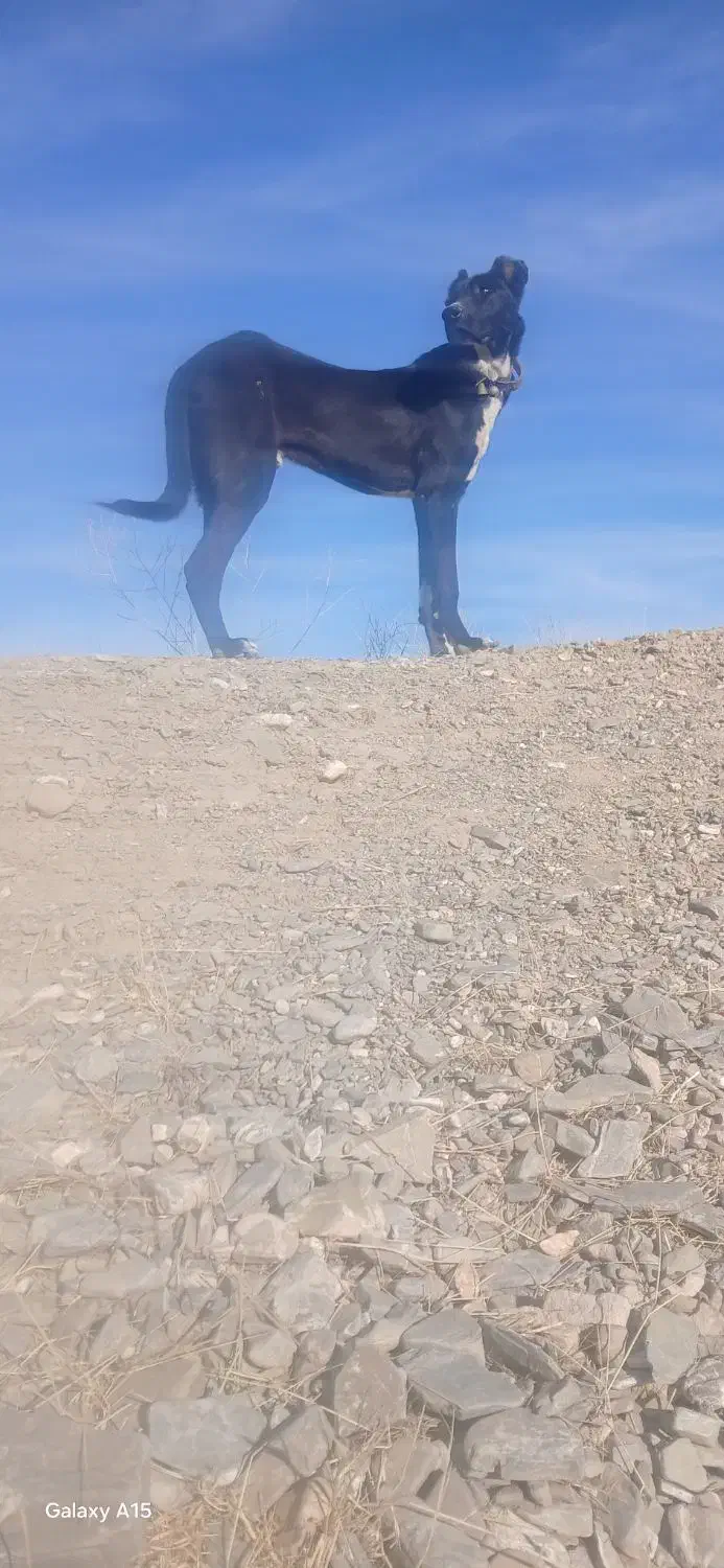 توله ۱۱ماهه|سگ|بستان آباد, |دیوار