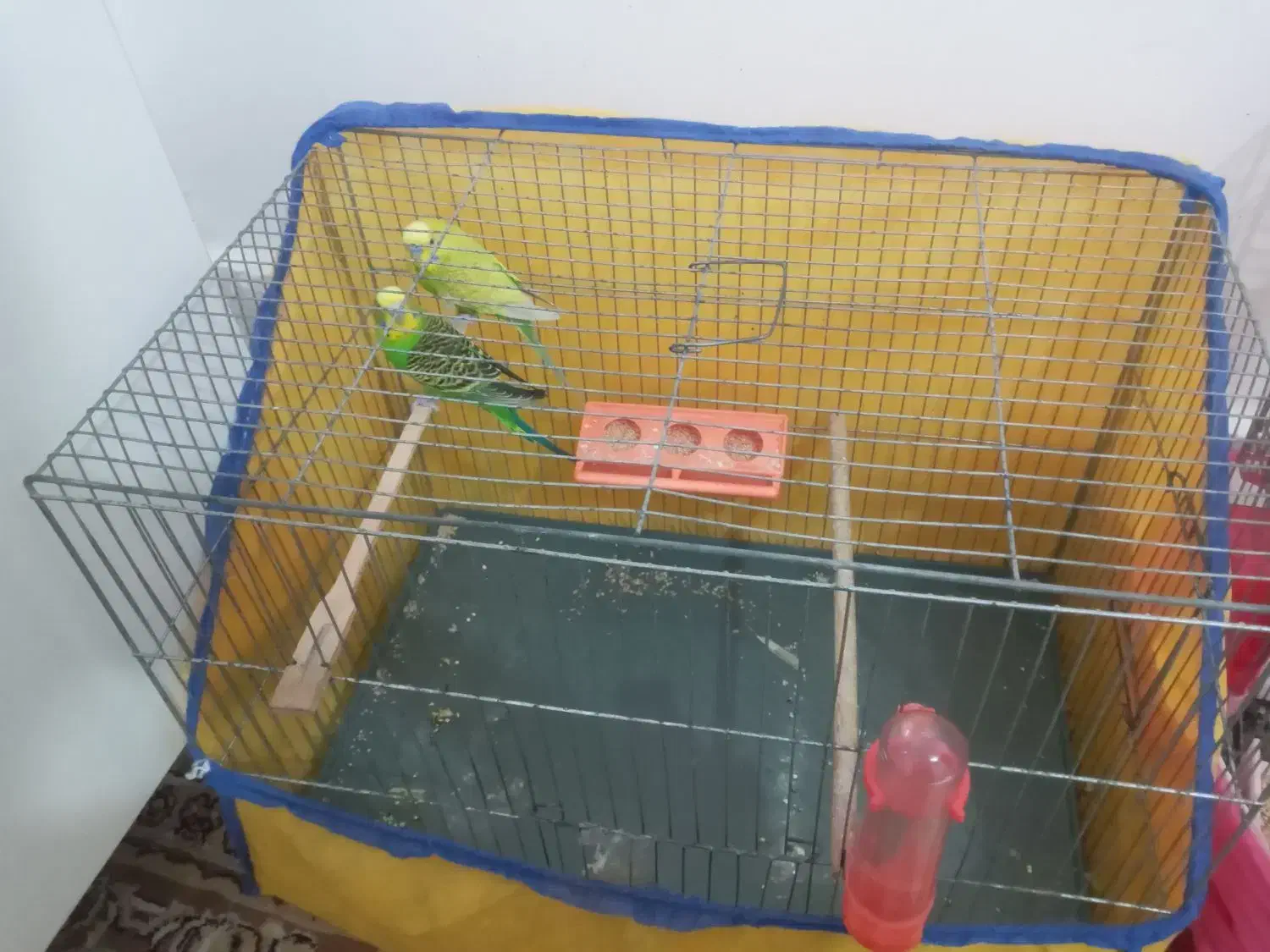 مرغ عشق نرو ماده بالغ|پرنده|ساوه, |دیوار