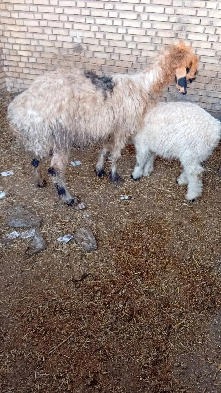 میش و بره|حیوانات مزرعه|گتوند, |دیوار