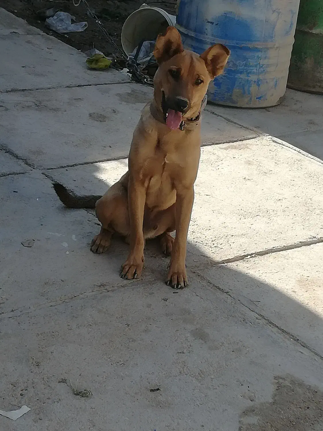 سگ ژرمن مالینویز|سگ|شیراز, بید زرد|دیوار