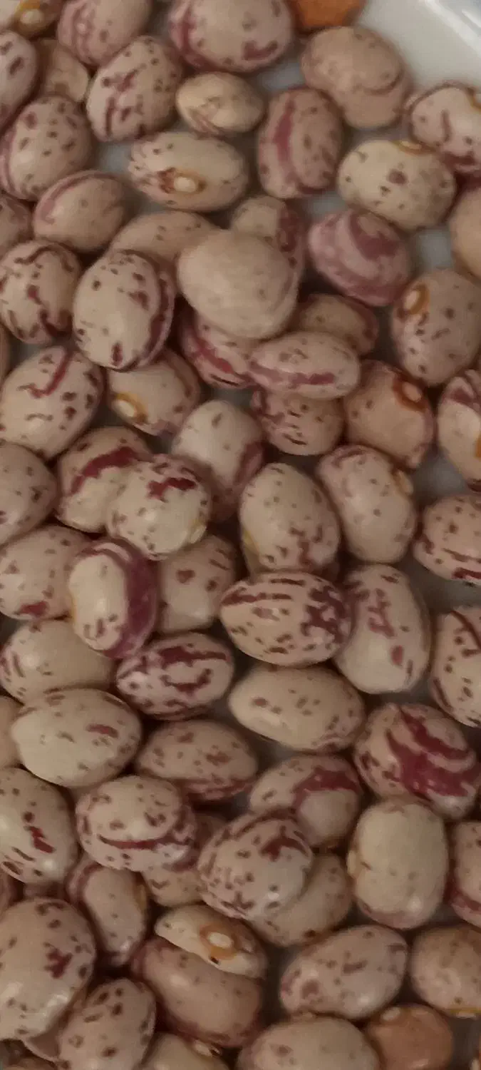 لوبیا چیتی نو ایرانی|خوردنی و آشامیدنی|پاسارگاد, |دیوار