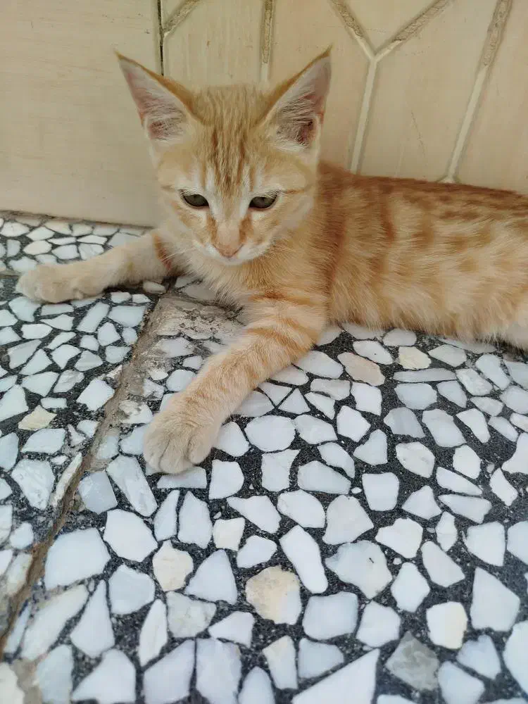 گربه گمشده|گربه|زابل, |دیوار