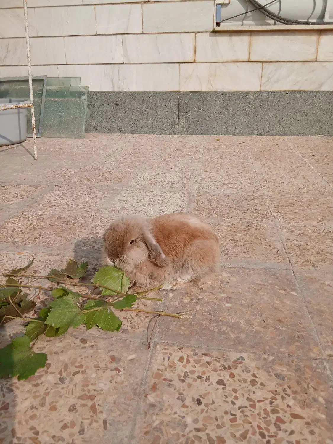 خرگوش لوپ|موش و خرگوش|خرم‌آباد, |دیوار