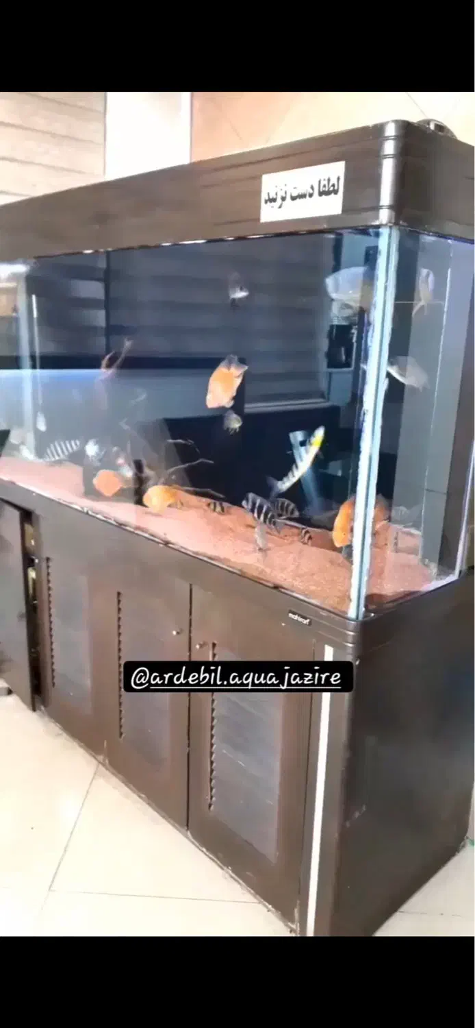 اکواریوم|ماهی|اردبیل, |دیوار