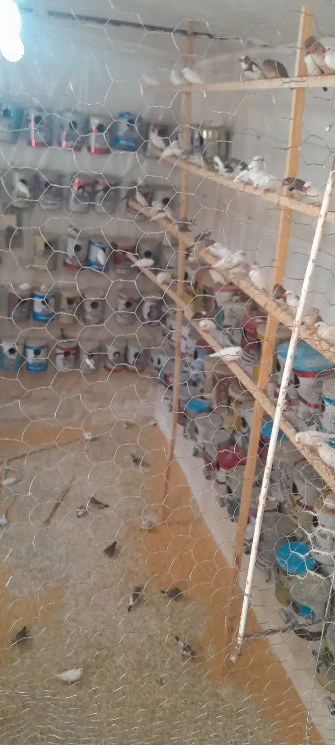 فنج روکار اکثرا سفید|پرنده|آران و بیدگل, |دیوار