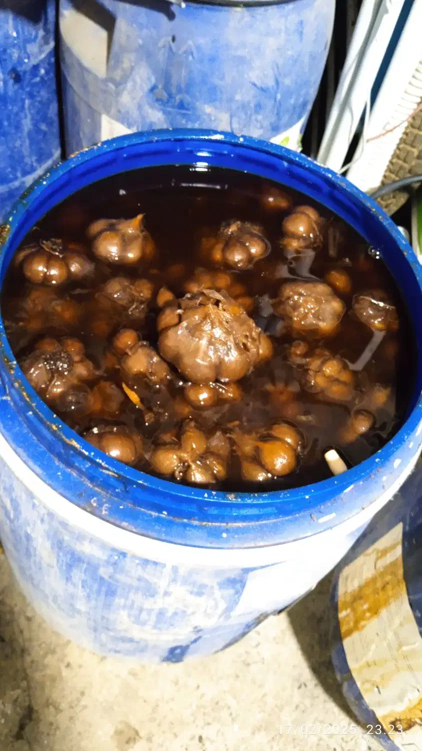 سیر ترشی ۷ساله|عمده‌فروشی|ساروق, |دیوار