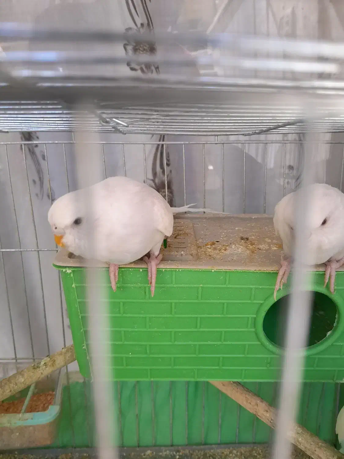 مرغ عشق نر و ماده|پرنده|لنجان, |دیوار