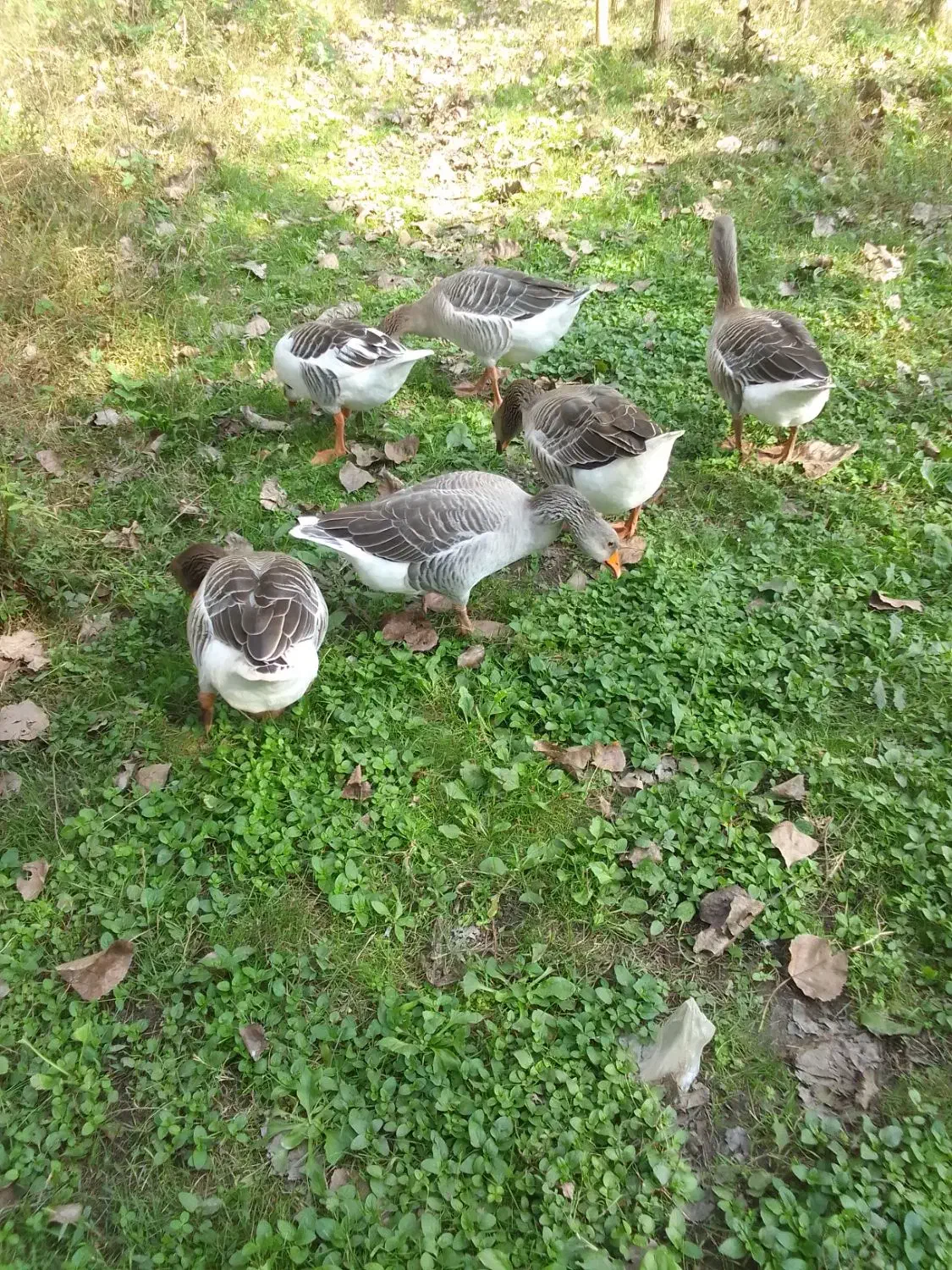 حیوانات|حیوانات مزرعه|آستانه اشرفیه, |دیوار