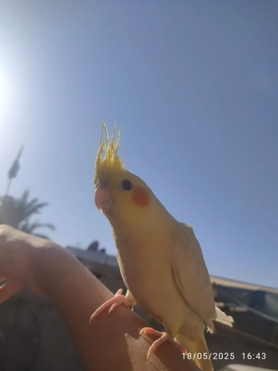 عروس هلندی گمشده|پرنده|چمران, |دیوار