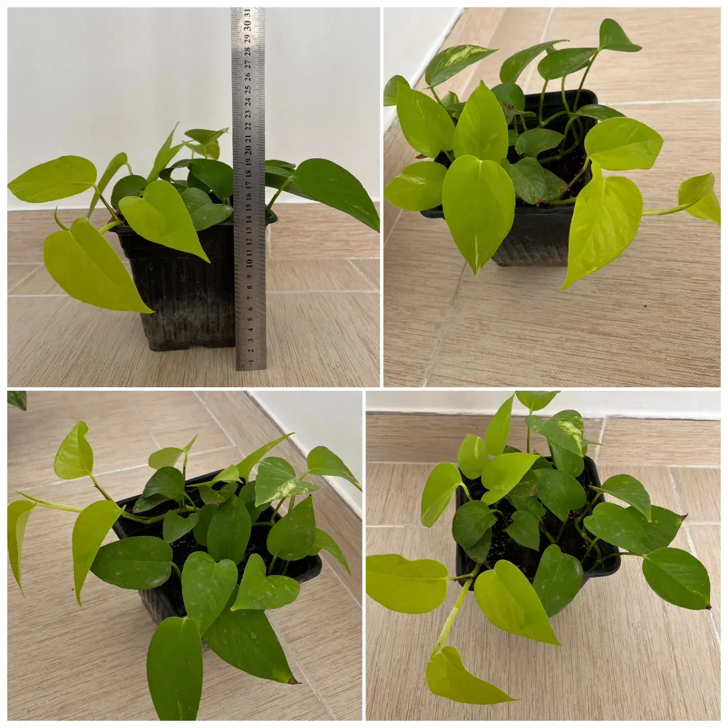 انواع گل و گیاه خاص|گل و گیاه طبیعی|مراغه, |دیوار