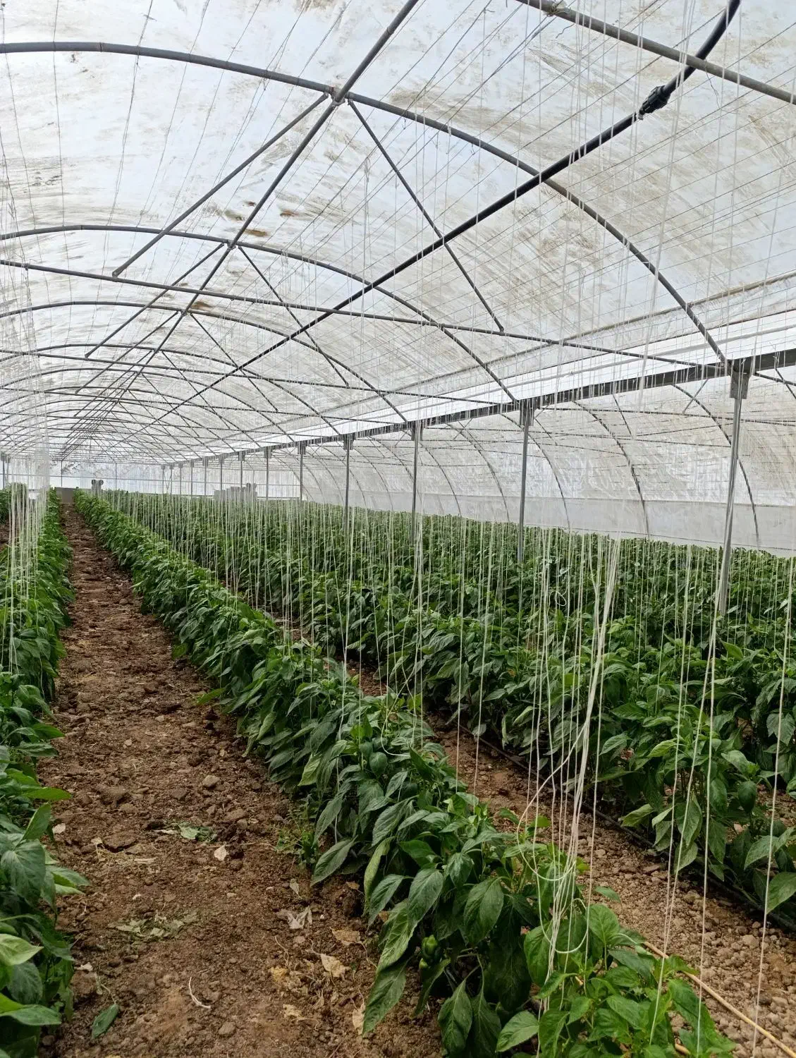 نیروی آقا و خانم برای کار در گلخانه|استخدام صنعتی، فنی، مهندسی|شاهرود, |دیوار