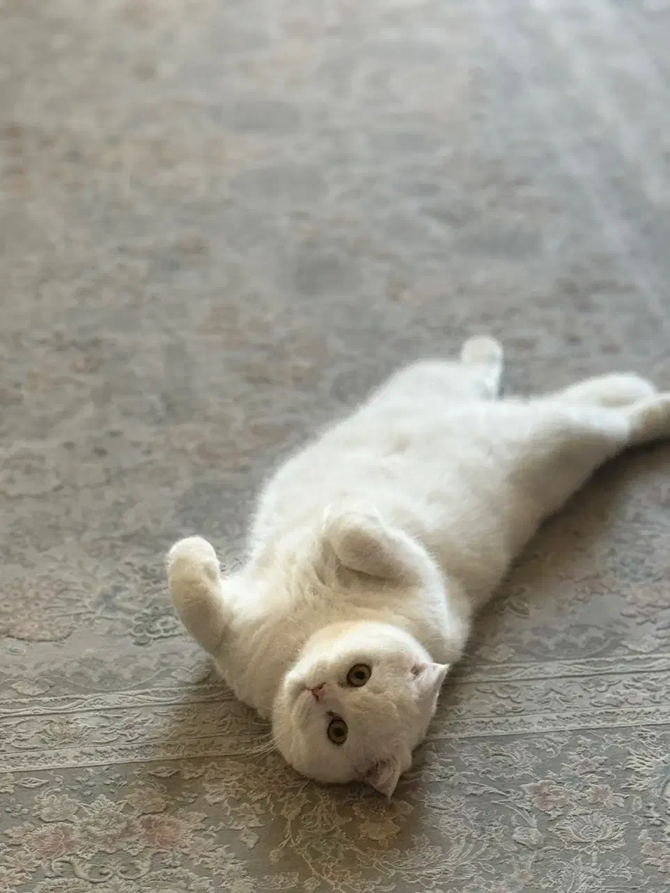 گربه بسیار زیبا و مهربون|گربه|یزد, |دیوار