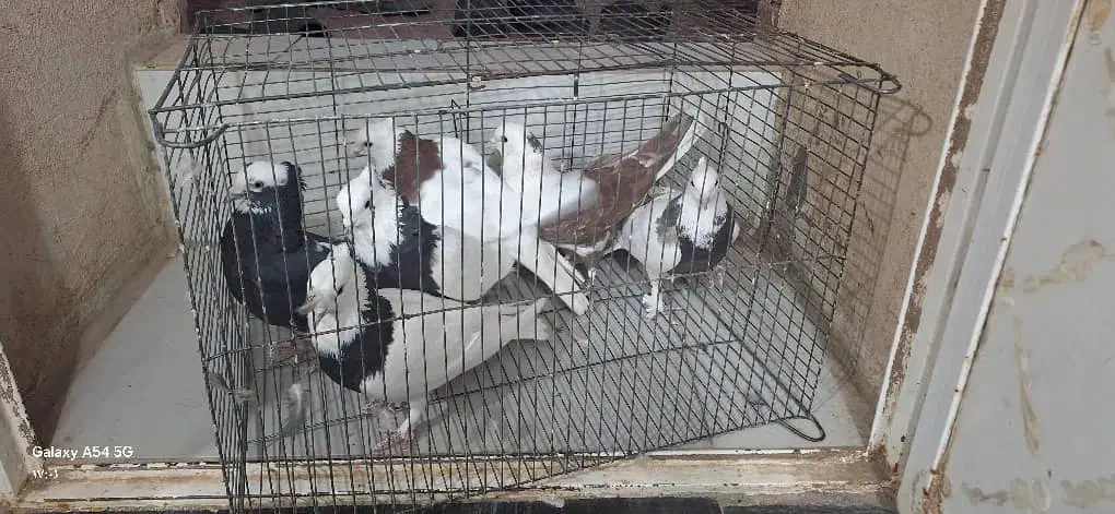 کبوتر|پرنده|رفسنجان, |دیوار