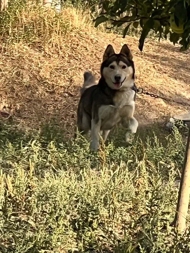 سگ هاسکی نر|سگ|شیروان (خراسان), |دیوار